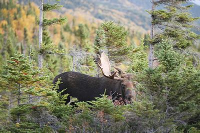 maine moose drawing